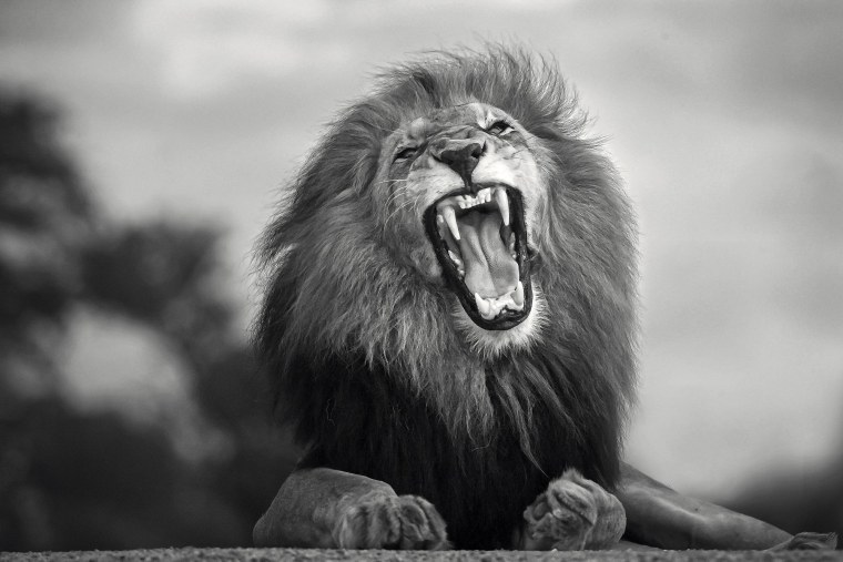 Злой Лев рисунок