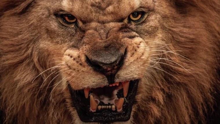 Недовольный Лев