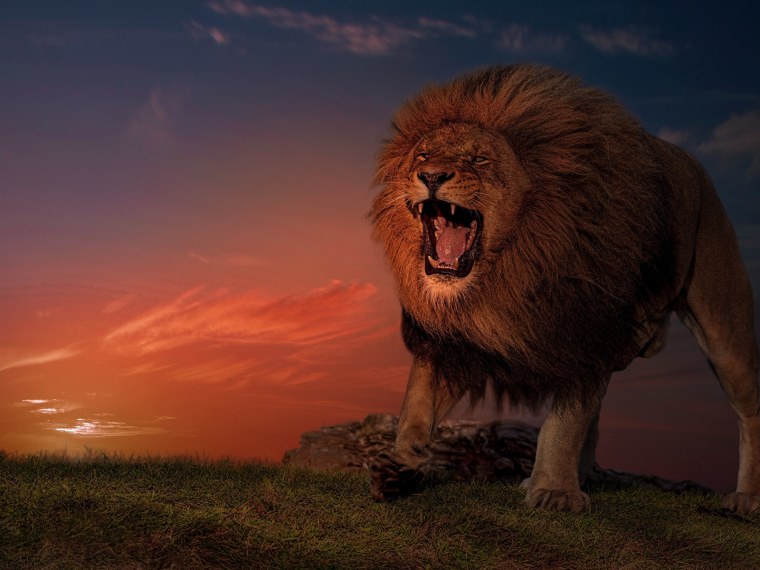 Лев рычит