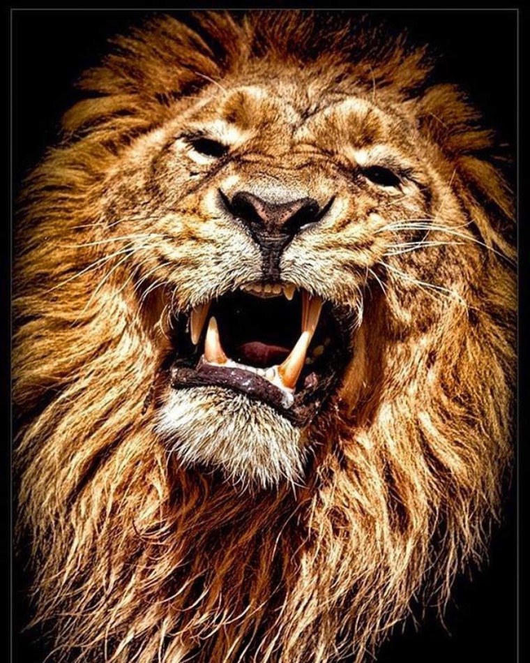 Лев с открытой пастью