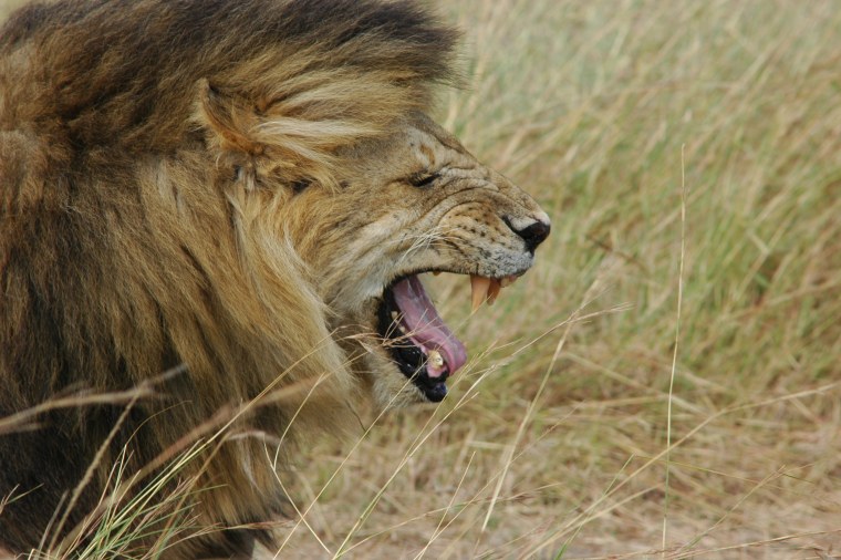 Лев рычит сбоку