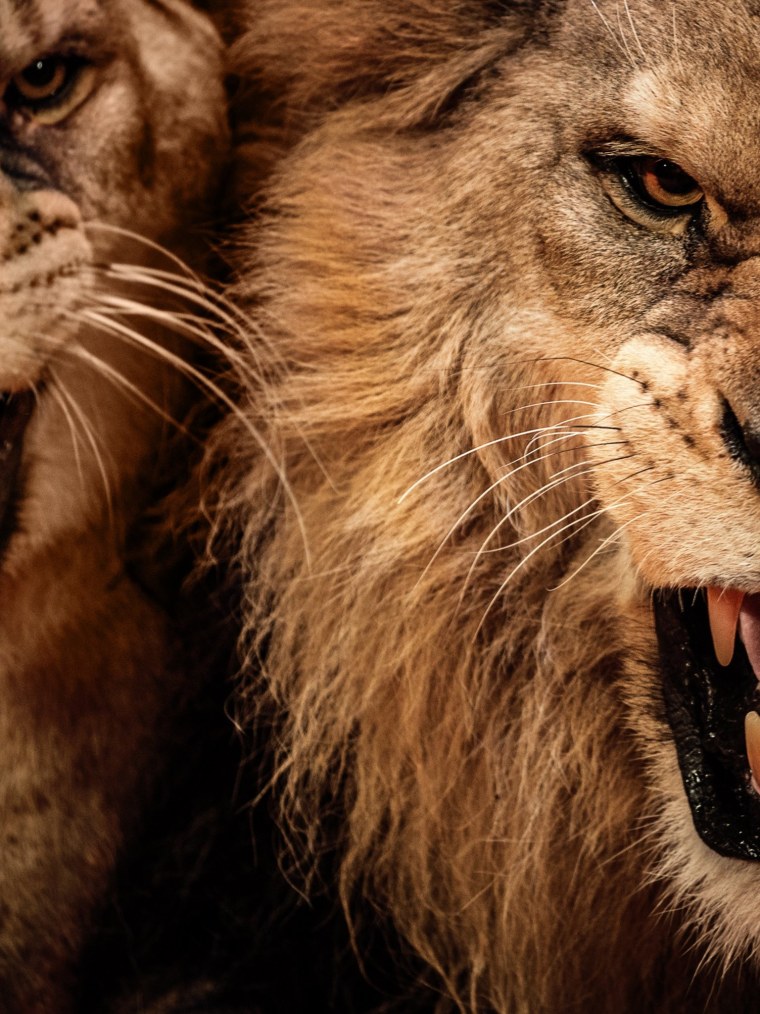 Агрессивный Лев