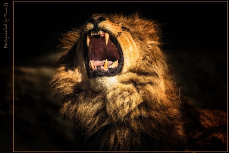 Злой Лев ревет