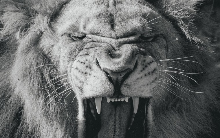 Лев оскал