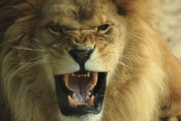 Грозный взгляд Льва