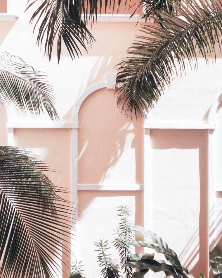 Пальмы Эстетика