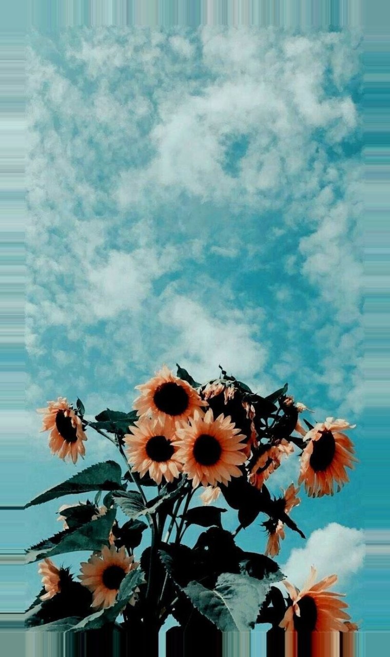 Подсолнухи Эстетика