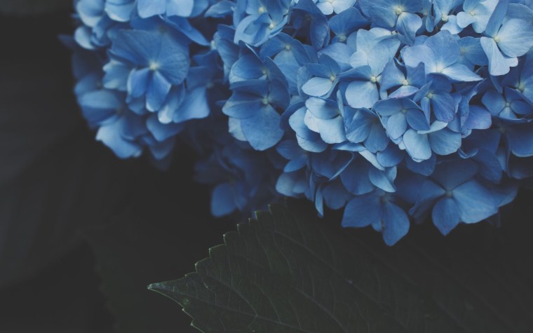 Гортензия серая