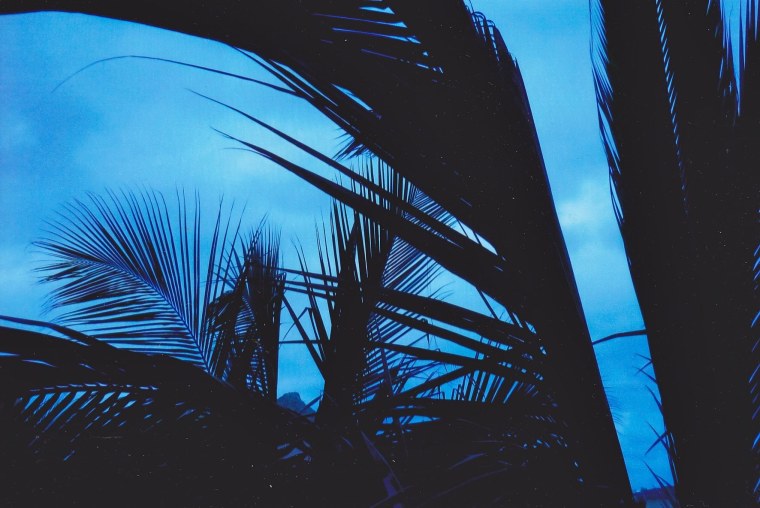 Пальмы на фоне неба
