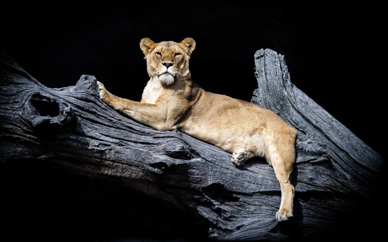 Пума и львица