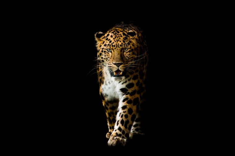 Черно белые животные