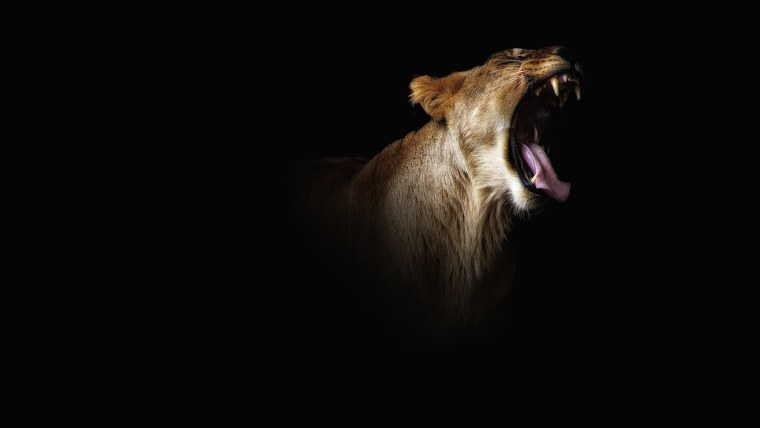 Животные на черном фоне