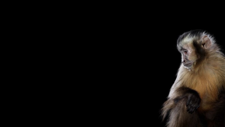 Животные на черном фоне картинки