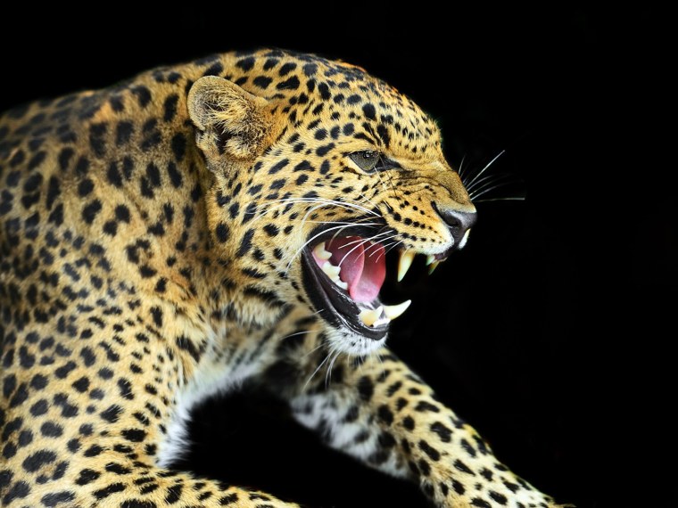 Животные на темном фоне