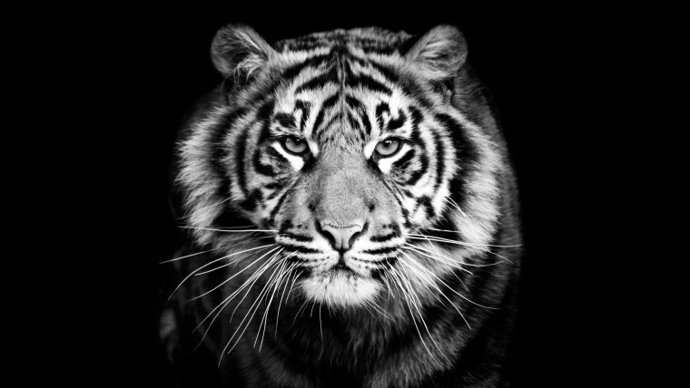 Shaaz Jung черная пантера