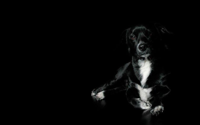 Оскаленный леопард