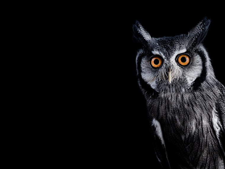 Черная пантера