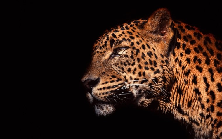 Черная пантера