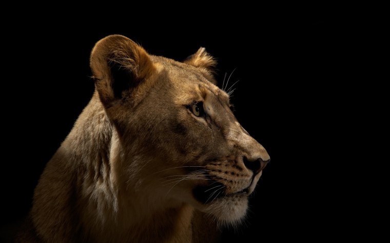 Животные на черном фоне