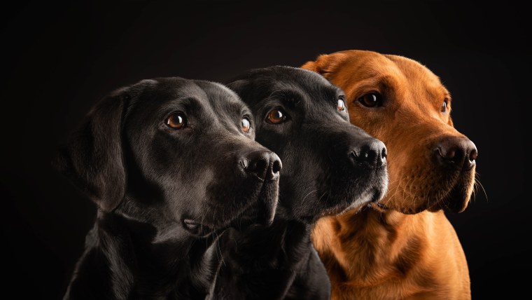 Львица в профиль