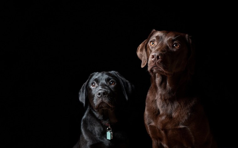 Оскал ягуара