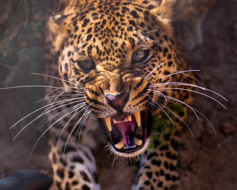 Животное на темном фоне