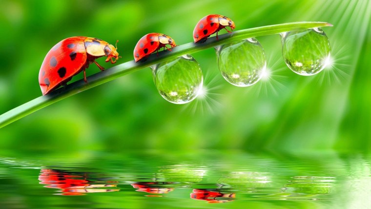 Экологии воды с Божьей коровкой