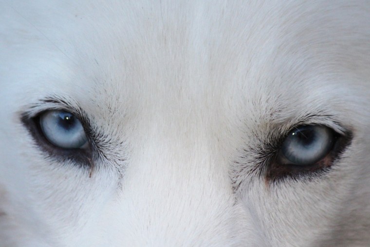 Глаза белого волка