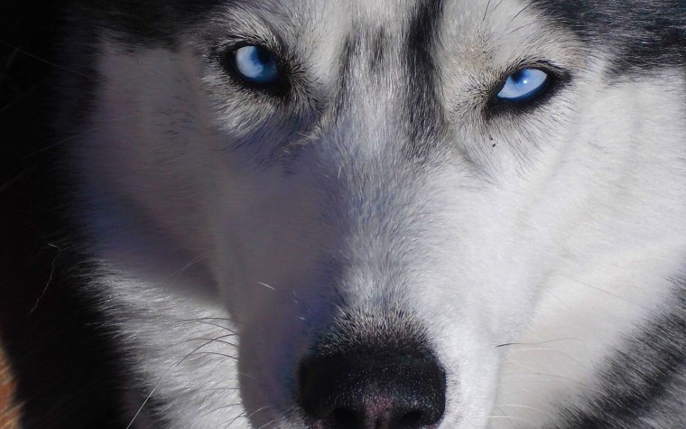 Хаски разноглазые