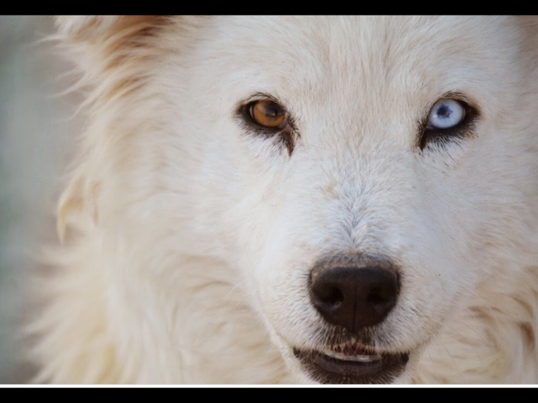 Гетерохромия у самоеда