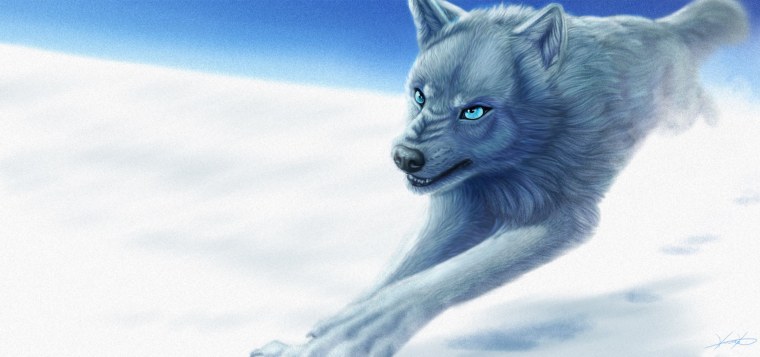 Серая волчица с голубыми глазами