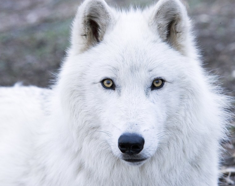 Белая волчица