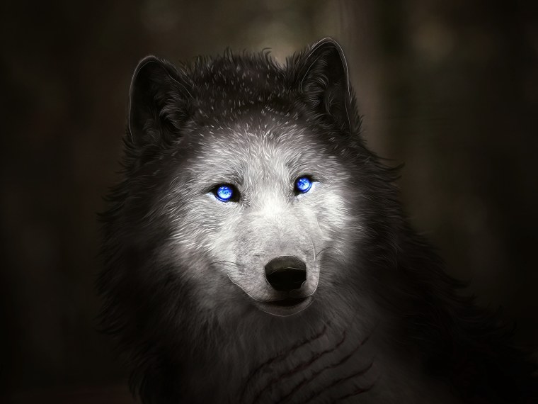 Голубоглазый волк
