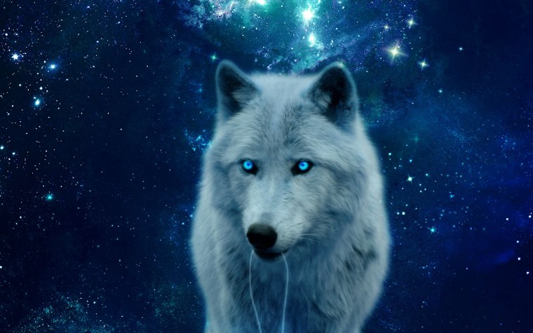 Волкособ Вульф черный