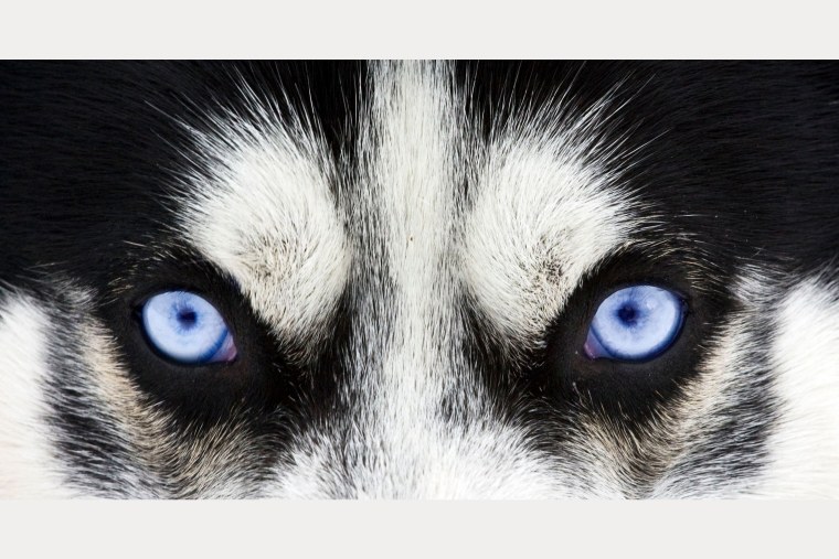 Глаза хаски