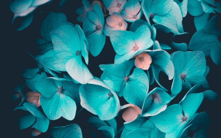 Голубая гортензия Эстетика