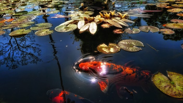 Карпы в пруду