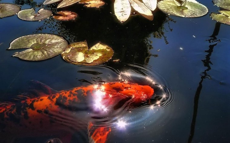 Золотые рыбки в пруду