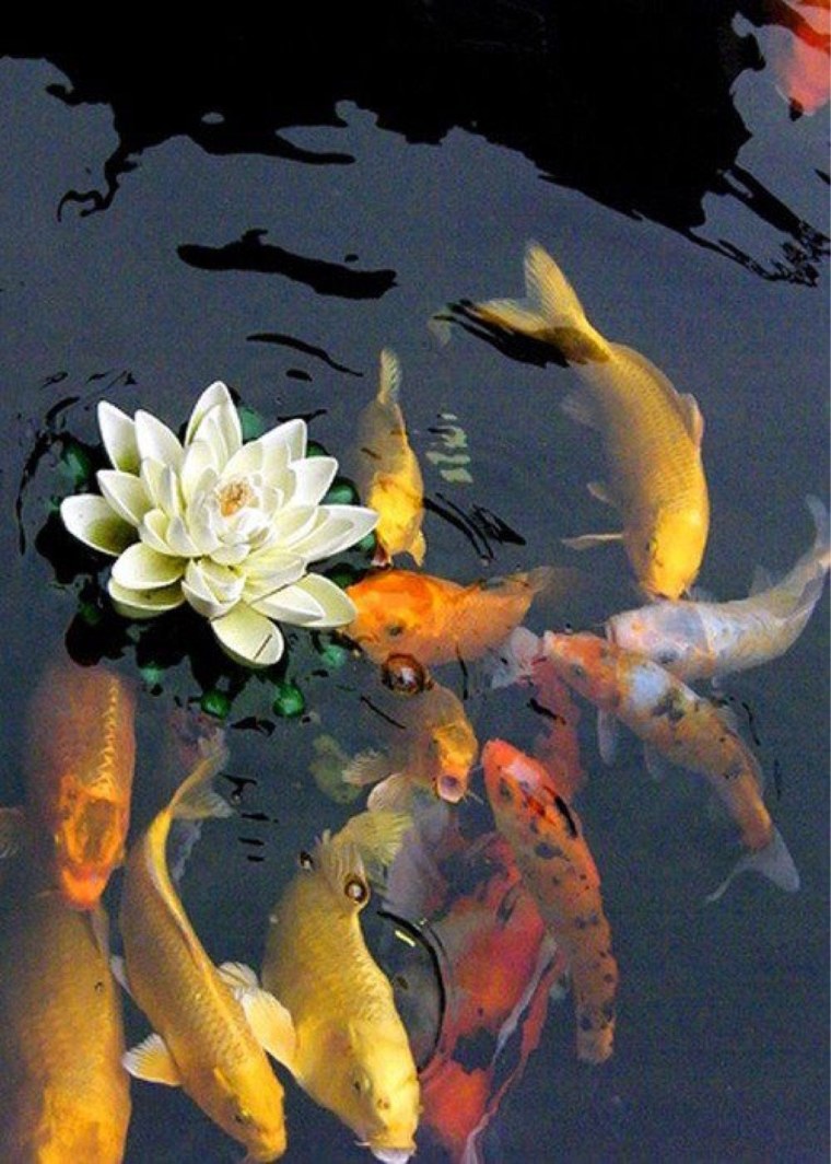 Карпы кои и кувшинки