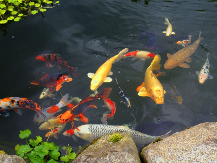 Декоративный пруд с рыбками