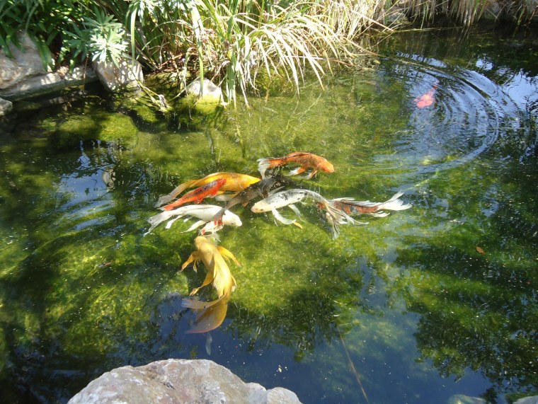 Золотые рыбки в пруду