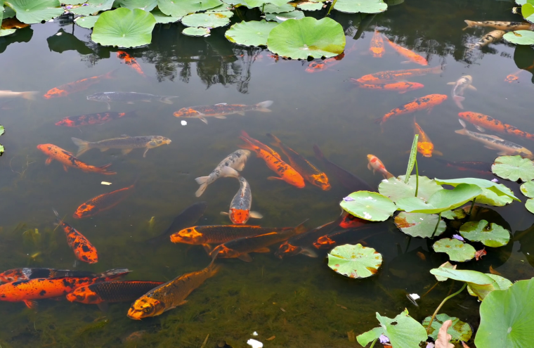 Золотые рыбки в пруду