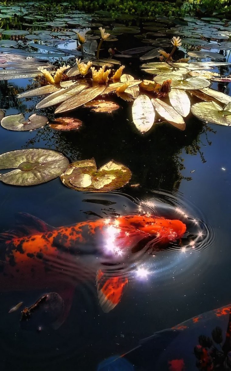 Озеро с рыбками