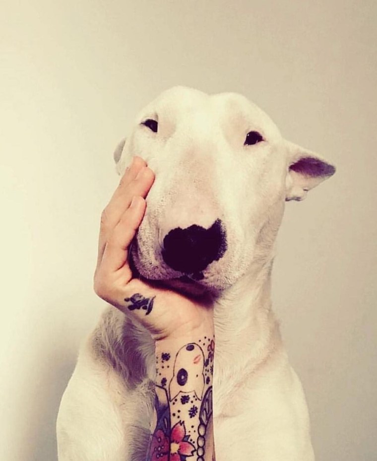 Девушка с бультерьером