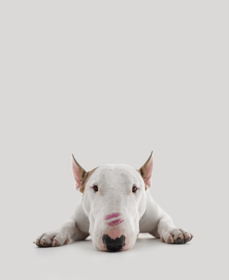 Бультерьер разноглазый