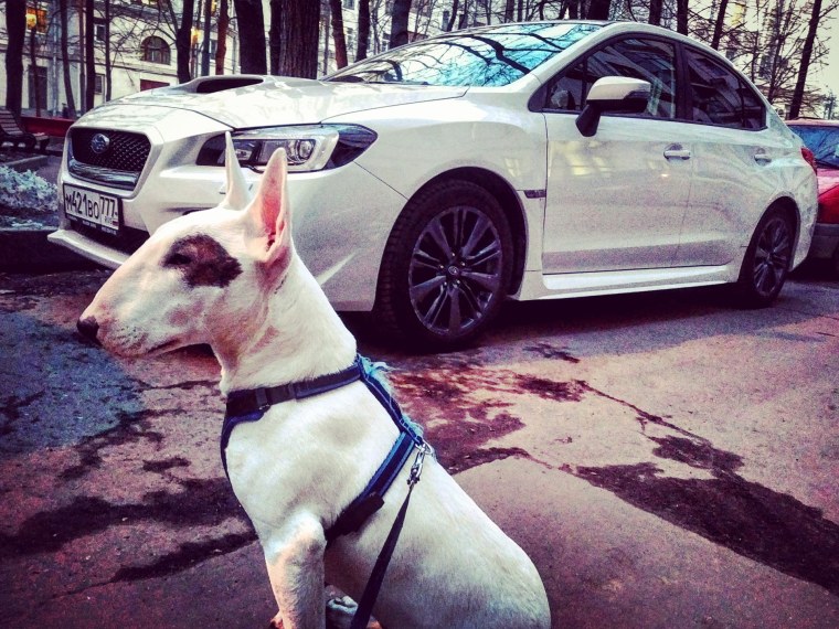 Американский питбуль