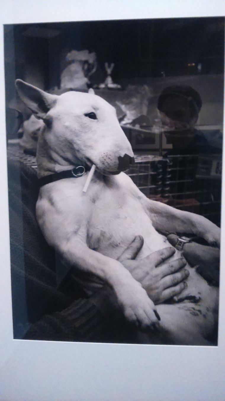 Ричард Гир и бультерьер