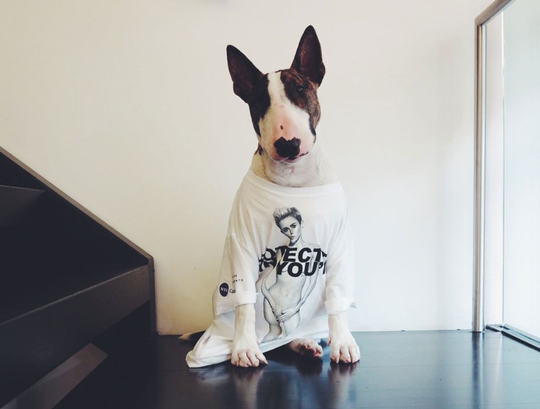 Бультерьер марка Джейкобса