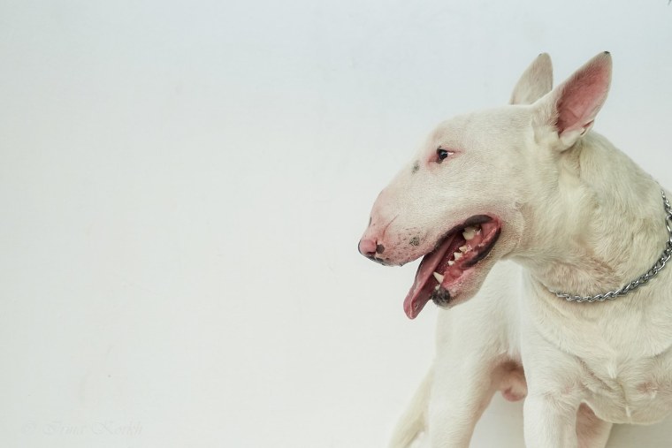 Афганский бультерьер