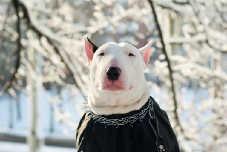 Бультерьер зимой